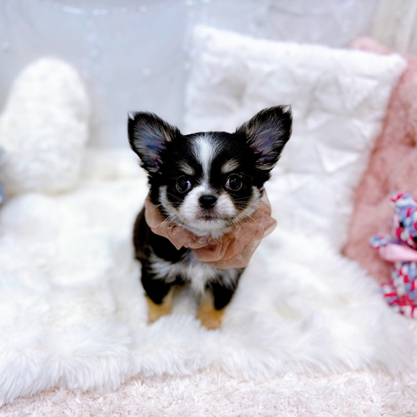 福井県のチワワ(ロング) (犬の家＆猫の里福井店/2025年10月20日生まれ/女の子/ブラックタンホワイト)の子犬の3枚目の画像