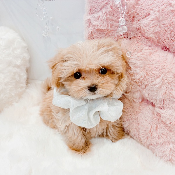 福井県のマルプー(マルチーズ×プードル) (犬の家＆猫の里福井店/2025年10月22日生まれ/男の子/アプリコット)の子犬の3枚目の画像