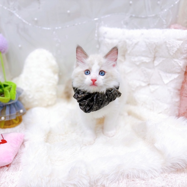 福井県のラグドール (犬の家＆猫の里福井店/2025年10月22日生まれ/男の子/ブルーポイントバイカラー)の子猫の3枚目の画像