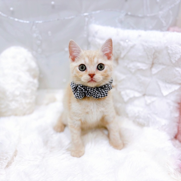 福井県のスコティッシュストレート (犬の家＆猫の里福井店/2025年10月21日生まれ/男の子/クリームタビー)の子猫の3枚目の画像