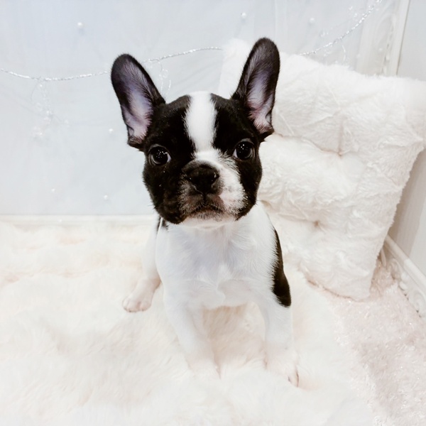 福井県のフレンチブルドッグ (犬の家＆猫の里福井店/2025年10月25日生まれ/女の子/パイド)の子犬の3枚目の画像