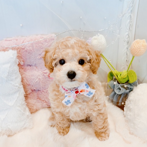 福井県のビションプー(ビションフリーゼ×プードル) (犬の家＆猫の里福井店/2025年11月10日生まれ/女の子/クリームホワイト)の子犬の3枚目の画像