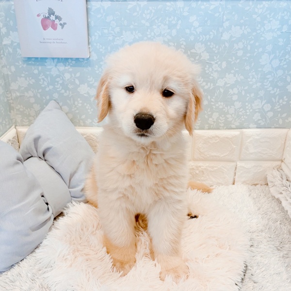 福井県のゴールデンレトリバー (犬の家＆猫の里福井店/2025年11月16日生まれ/女の子/ゴールデン)の子犬の3枚目の画像