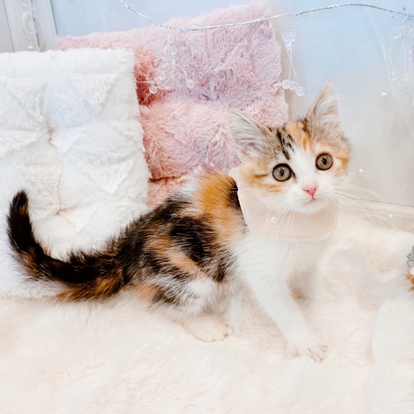 福井県のマンチカン (犬の家＆猫の里福井店/2025年11月14日生まれ/女の子/ブラウンパッチドタビーホワイト)の子猫の3枚目の画像