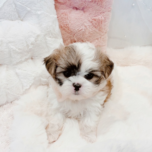 福井県のマルズー/マルシーズ(マルチーズ×シーズー) (犬の家＆猫の里福井店/2025年11月18日生まれ/女の子/ホワイトゴールド)の子犬の3枚目の画像