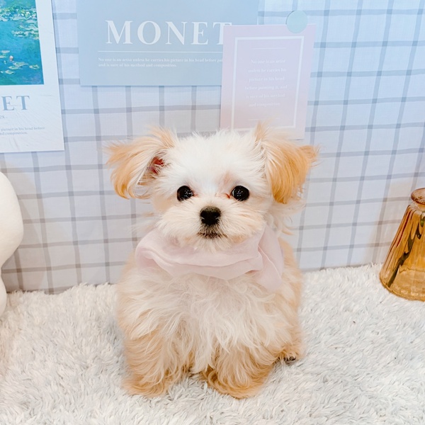 福井県のマルプー(マルチーズ×プードル) (犬の家＆猫の里福井店/2025年12月12日生まれ/女の子/アプリコット)の子犬の3枚目の画像