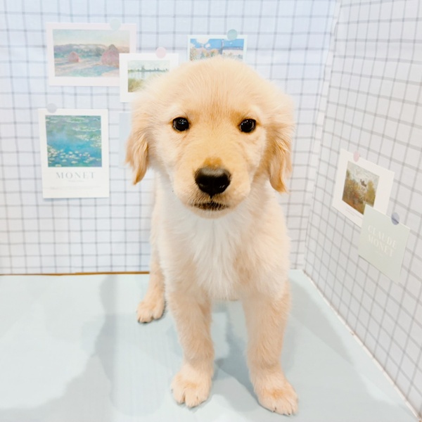 福井県のゴールデンレトリバー (犬の家＆猫の里福井店/2025年12月16日生まれ/女の子/ゴールデン)の子犬の1枚目の画像