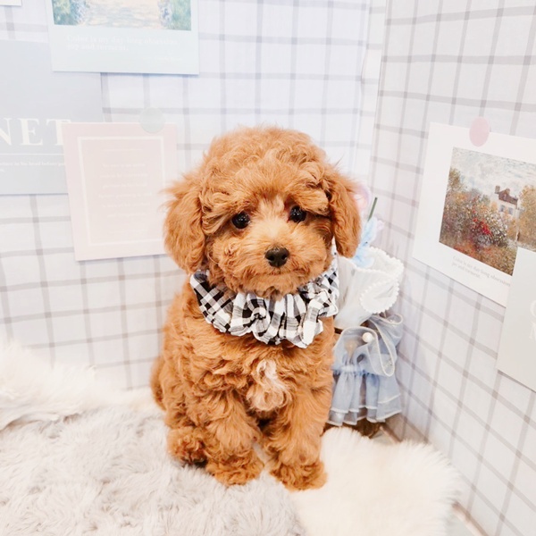 福井県のトイプードル(トイ) (犬の家＆猫の里福井店/2025年12月18日生まれ/男の子/レッドフォーン)の子犬の1枚目の画像