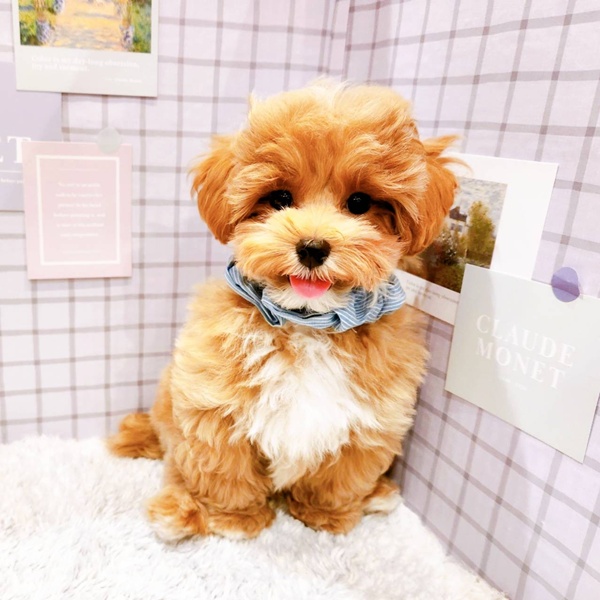 福井県のマルプー(マルチーズ×プードル) (犬の家＆猫の里福井店/2025年12月24日生まれ/男の子/アプリコットホワイト)の子犬の3枚目の画像