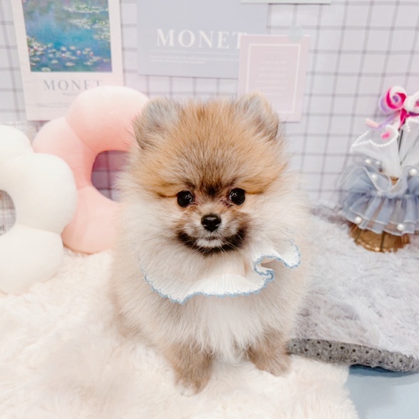 福井県のポメラニアン (犬の家＆猫の里福井店/2025年12月30日生まれ/男の子/オレンジセーブル)の子犬の3枚目の画像