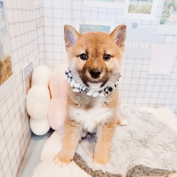 福井県の柴犬(標準サイズ) (犬の家＆猫の里福井店/2025年12月30日生まれ/男の子/赤)の子犬の3枚目の画像