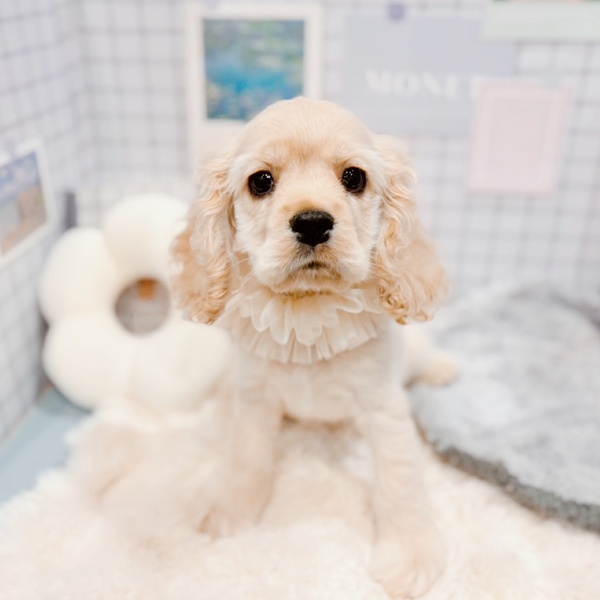 福井県のアメリカンコッカースパニエル (犬の家＆猫の里福井店/2025年12月21日生まれ/男の子/バフ)の子犬の1枚目の画像