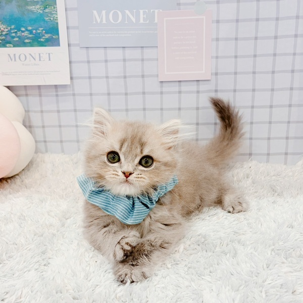 福井県のスコティッシュストレート (犬の家＆猫の里福井店/2026年1月3日生まれ/男の子/ブルータビー)の子猫の3枚目の画像