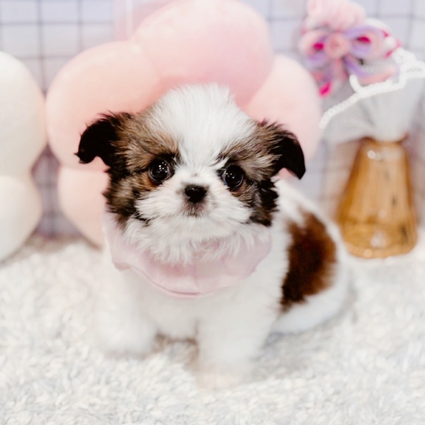 福井県のチワズー/チワシーズ(チワワ×シーズー) (犬の家＆猫の里福井店/2026年1月12日生まれ/女の子/ゴールドホワイト)の子犬の3枚目の画像