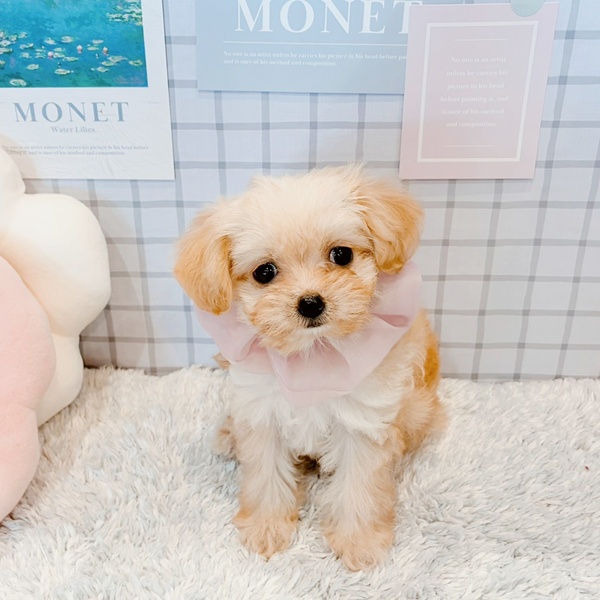 福井県のチワプー/プーチー(チワワ×プードル) (犬の家＆猫の里福井店/2026年1月14日生まれ/女の子/クリームホワイト)の子犬の3枚目の画像