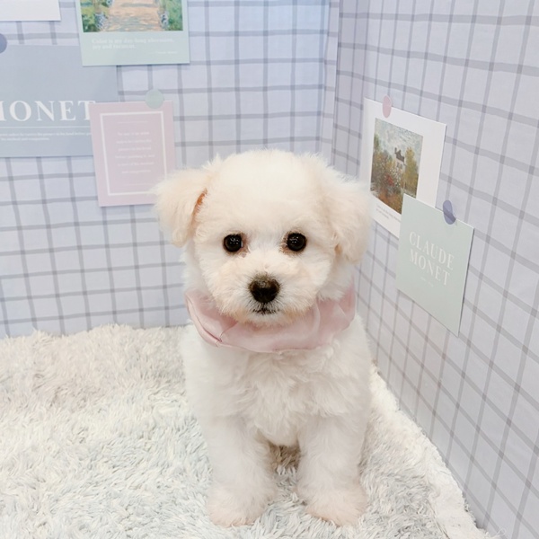 福井県のビションフリーゼ (犬の家＆猫の里福井店/2026年1月14日生まれ/女の子/ホワイト)の子犬の3枚目の画像