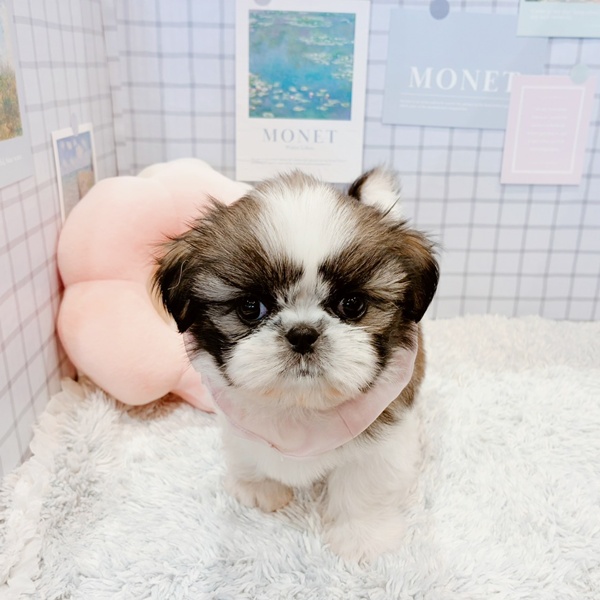 福井県のシーズー (犬の家＆猫の里福井店/2026年1月12日生まれ/女の子/ホワイトゴールド)の子犬の3枚目の画像