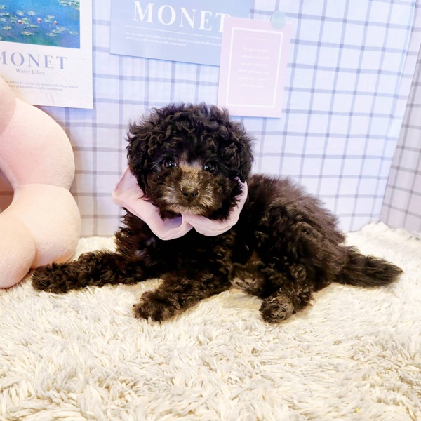 福井県のトイプードル(トイ) (犬の家＆猫の里福井店/2026年1月13日生まれ/女の子/グレー)の子犬の3枚目の画像