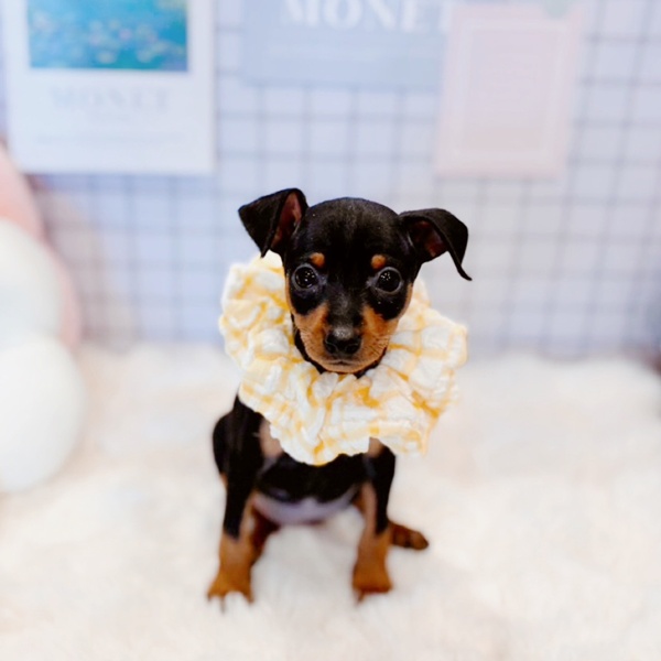 福井県のミニチュアピンシャー (犬の家＆猫の里福井店/2026年1月20日生まれ/女の子/ブラックタン)の子犬の3枚目の画像