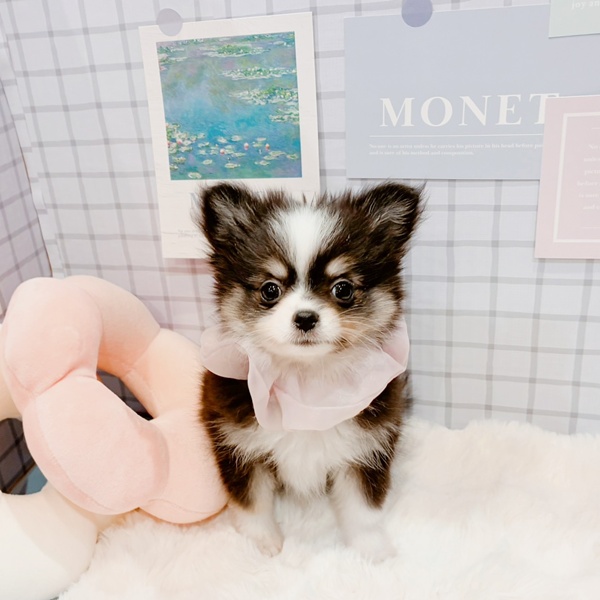 福井県のポメチワ/チワポメ/ポメチー(ポメラニアン×チワワ) (犬の家＆猫の里福井店/2026年1月19日生まれ/女の子/ブラックホワイトクリーム)の子犬の3枚目の画像