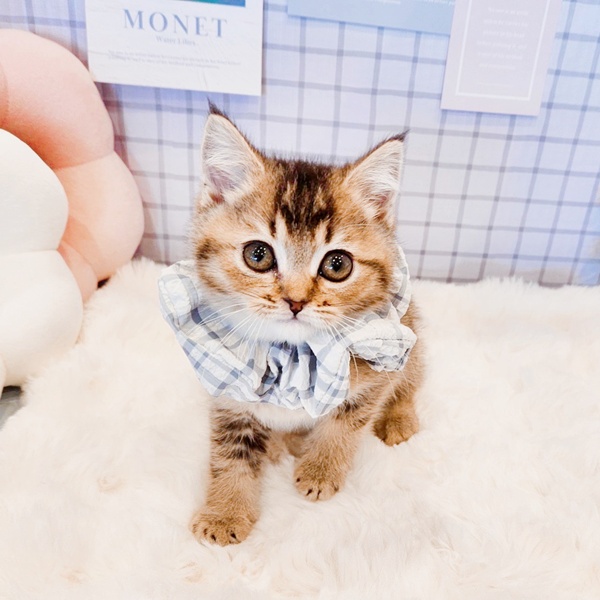 福井県のブリティッシュショートヘアー (犬の家＆猫の里福井店/2026年1月21日生まれ/男の子/ブラウンティックドタビー)の子猫の3枚目の画像