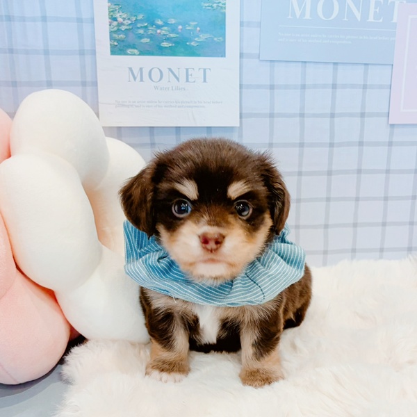 福井県のチワックス(チワワ×ダックス) (犬の家＆猫の里福井店/2026年1月20日生まれ/男の子/チョコレートタン)の子犬の3枚目の画像