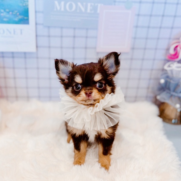 福井県のチワワ(ロング) (犬の家＆猫の里福井店/2026年1月21日生まれ/女の子/チョコレートタン)の子犬の3枚目の画像