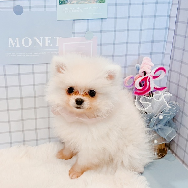 福井県のポメラニアン (犬の家＆猫の里福井店/2026年1月22日生まれ/女の子/クリーム)の子犬の3枚目の画像