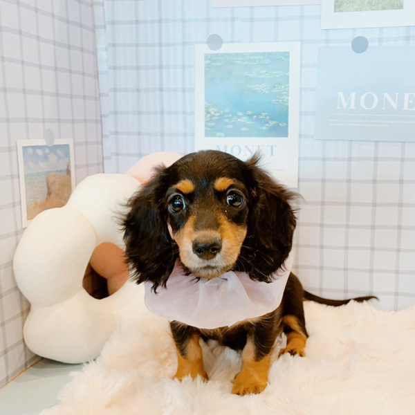 福井県のミニチュアダックスフンド(ロング) (犬の家＆猫の里福井店/2026年1月25日生まれ/女の子/ブラックタン)の子犬の3枚目の画像