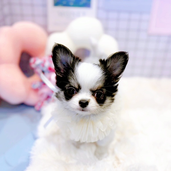 福井県のチワワ(ロング) (犬の家＆猫の里福井店/2026年1月26日生まれ/男の子/パーティーカラー)の子犬の1枚目の画像