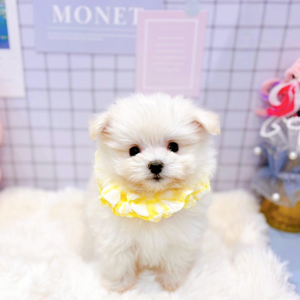 福井県のポメマル/マルポメ(ポメラニアン×マルチーズ) (犬の家＆猫の里福井店/2026年1月25日生まれ/女の子/クリーム)の子犬の3枚目の画像