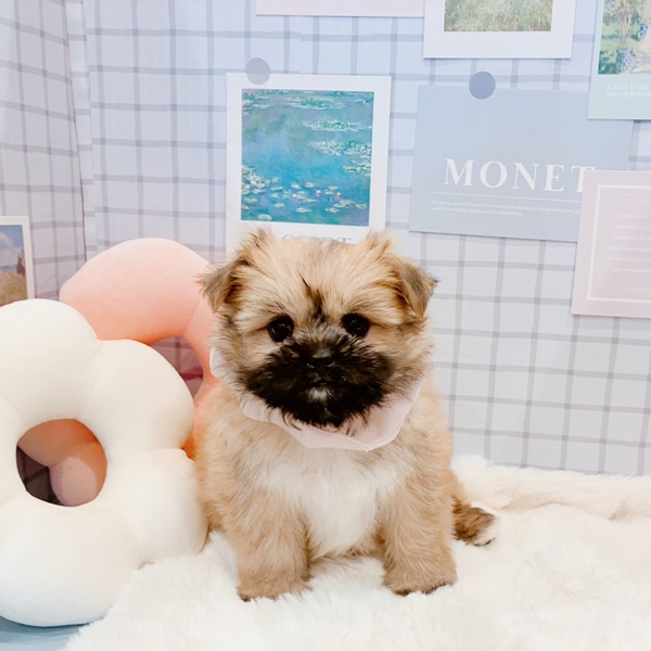 福井県のポメズー/ポメシーズ(ポメラニアン×シーズー) (犬の家＆猫の里福井店/2026年1月27日生まれ/女の子/オレンジ)の子犬の3枚目の画像