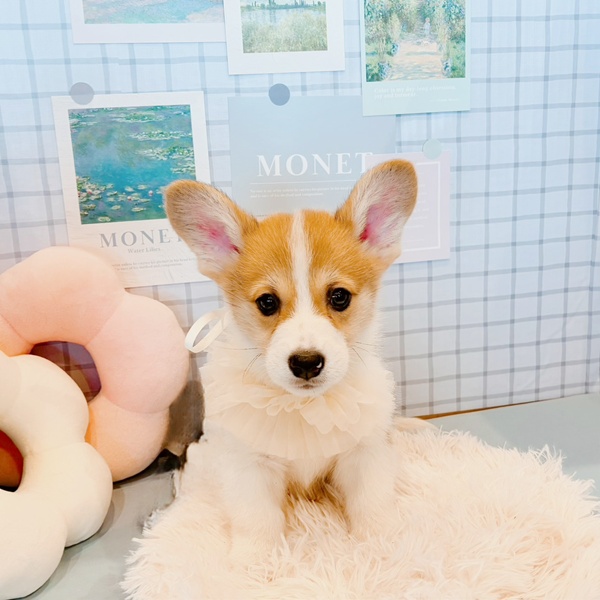 福井県のウェルシュコーギーペンブローク (犬の家＆猫の里福井店/2026年1月26日生まれ/男の子/レッドホワイト)の子犬の3枚目の画像