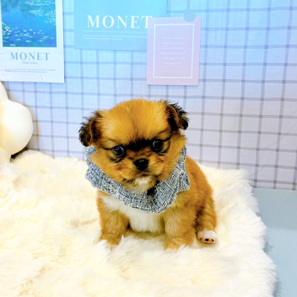 福井県のチワペキ/ペキチー/ペキチワ(チワワ×ペキニーズ) (犬の家＆猫の里福井店/2026年2月10日生まれ/男の子/レッドホワイト)の子犬の1枚目の画像