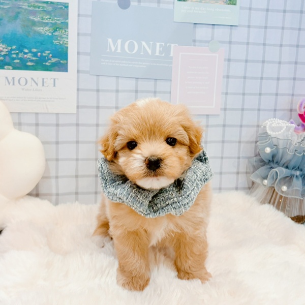 福井県のマルプー(マルチーズ×プードル) (犬の家＆猫の里福井店/2026年2月9日生まれ/男の子/アプリコット)の子犬の3枚目の画像