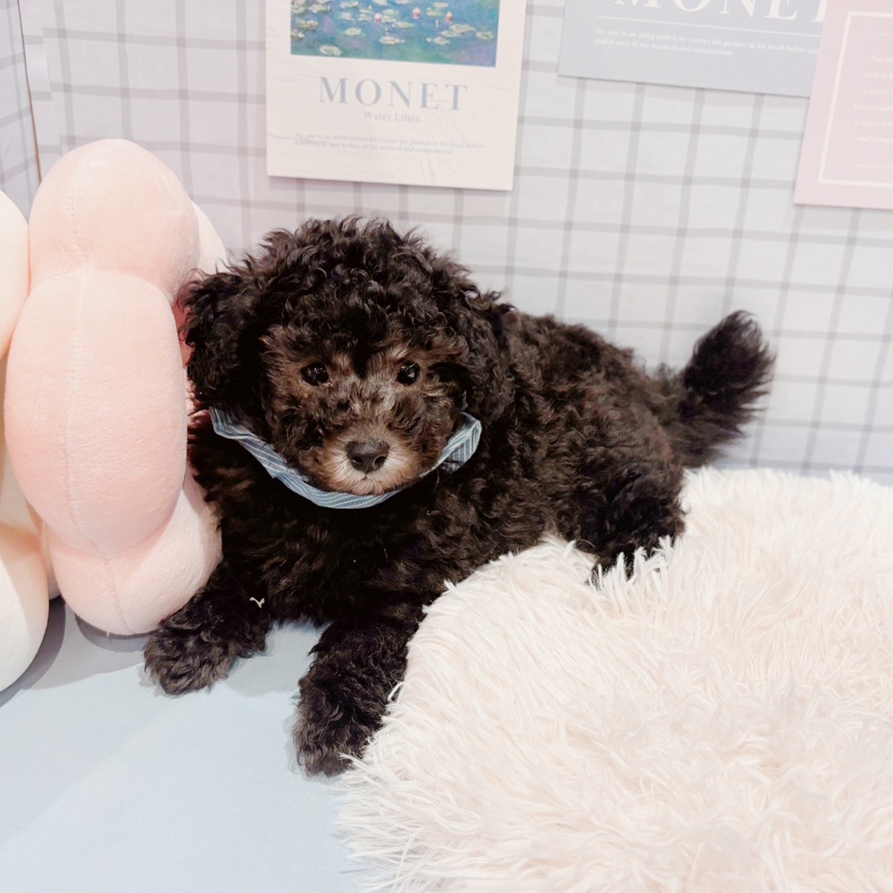福井県のトイプードル(トイ) (犬の家＆猫の里福井店/2026年2月13日生まれ/男の子/グレー)の子犬の3枚目の画像