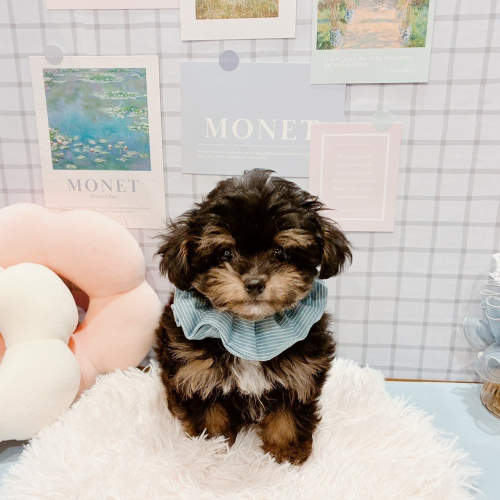 福井県のチワプー/プーチー(チワワ×プードル) (犬の家＆猫の里福井店/2026年2月12日生まれ/男の子/ブラックタン)の子犬の3枚目の画像