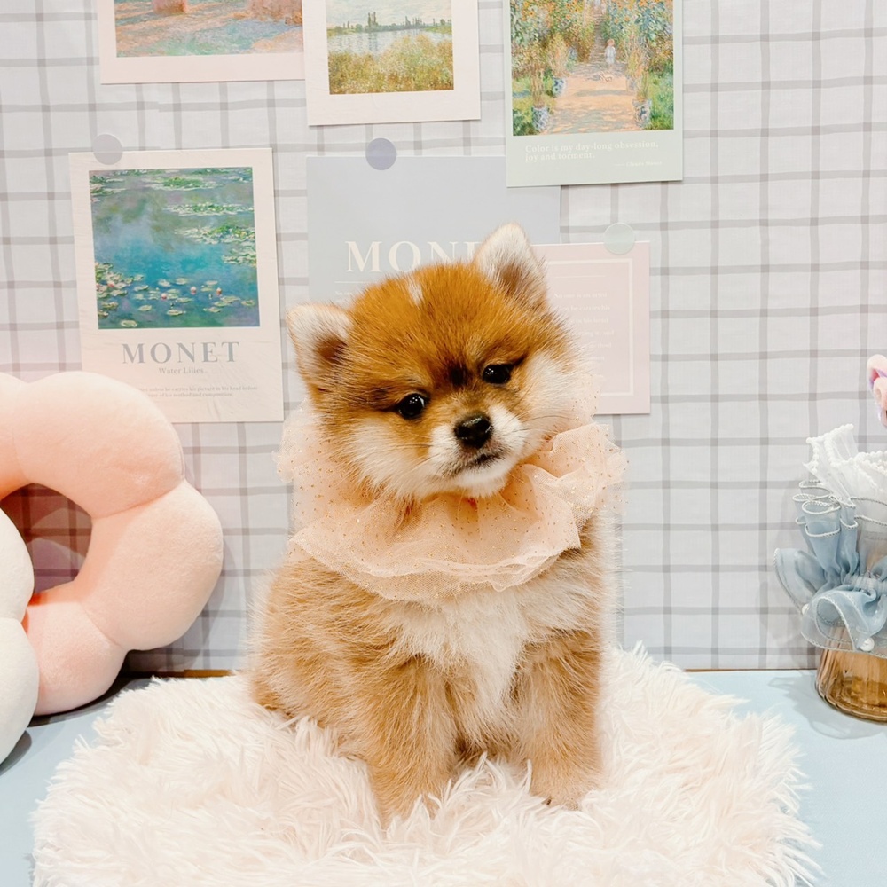 福井県のポメ柴/豆ポメ/ポメ豆柴(ポメラニアン×柴犬) (犬の家＆猫の里福井店/2026年2月16日生まれ/女の子/赤)の子犬の1枚目の画像