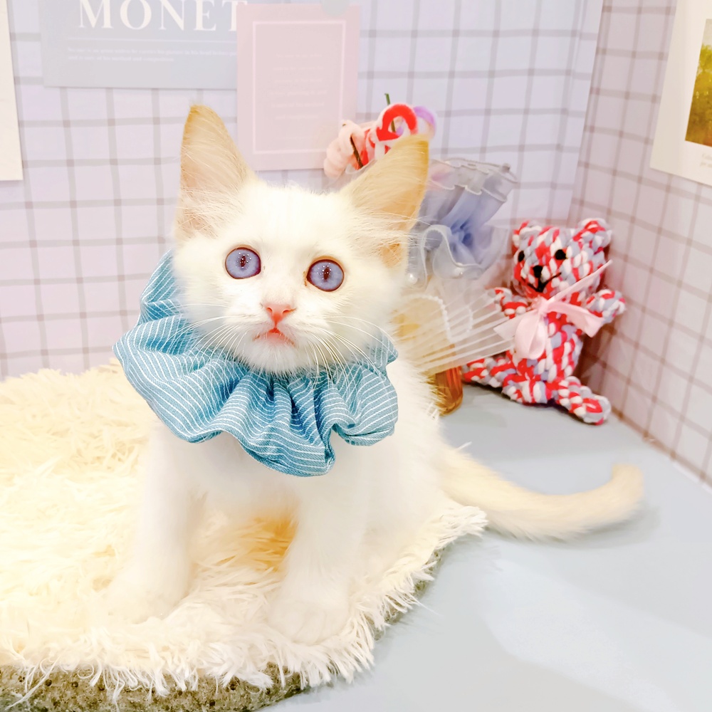 福井県のラグドール (犬の家＆猫の里福井店/2026年2月28日生まれ/男の子/ブルーポイントバイカラー)の子猫の3枚目の画像