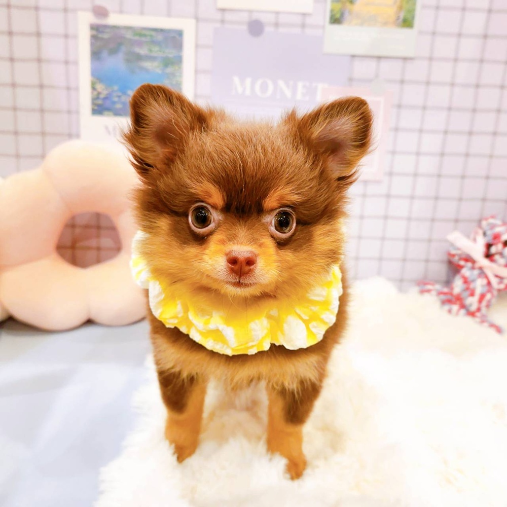 福井県のポメチワ/チワポメ/ポメチー(ポメラニアン×チワワ) (犬の家＆猫の里福井店/2026年2月26日生まれ/女の子/チョコレートタン)の子犬の3枚目の画像