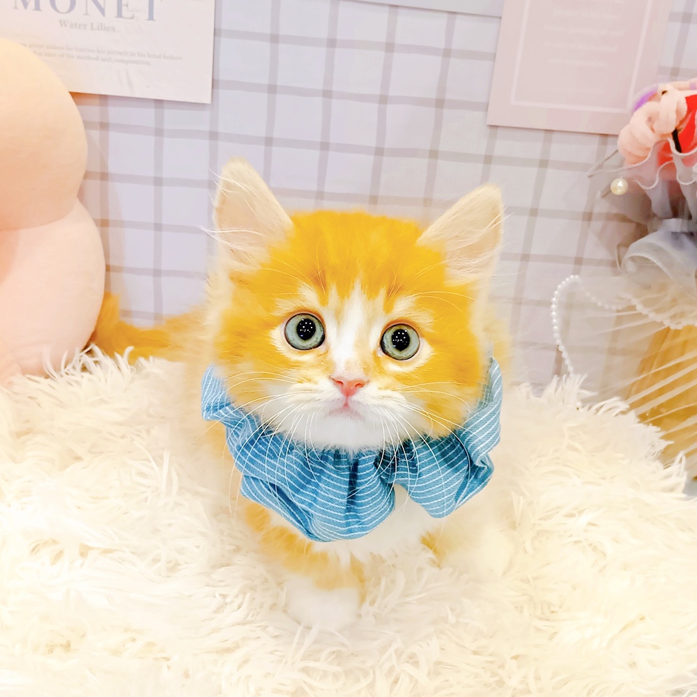 福井県のスコティッシュフォールド (犬の家＆猫の里福井店/2026年3月4日生まれ/男の子/レッドタビーホワイト)の子猫の1枚目の画像