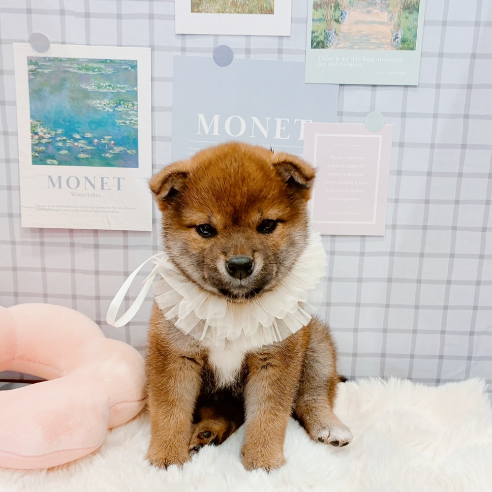 福井県の柴犬(標準サイズ) (犬の家＆猫の里福井店/2026年3月3日生まれ/女の子/赤)の子犬の3枚目の画像