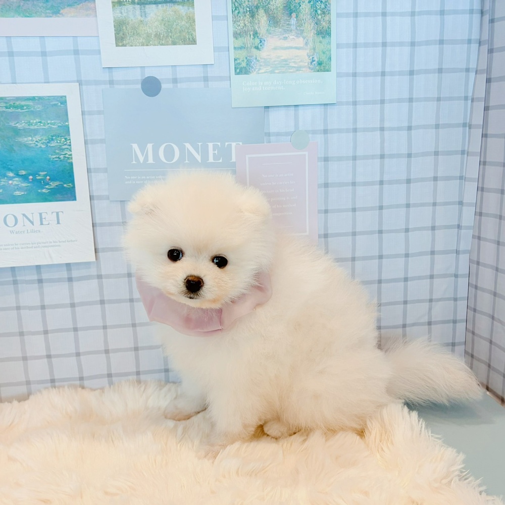 福井県のポメラニアン (犬の家＆猫の里福井店/2026年3月11日生まれ/女の子/クリーム)の子犬の3枚目の画像