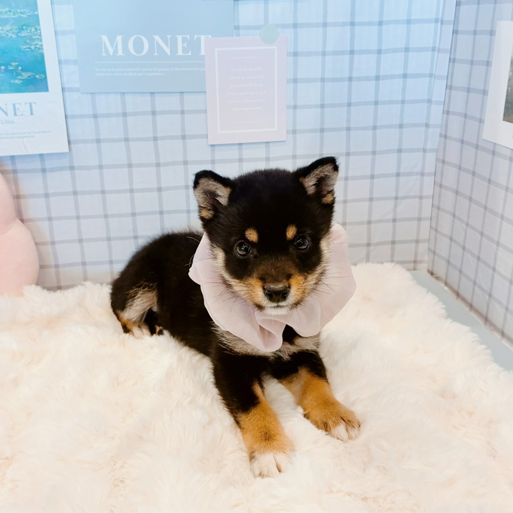 福井県の豆柴 (犬の家＆猫の里福井店/2026年3月4日生まれ/女の子/黒)の子犬の3枚目の画像
