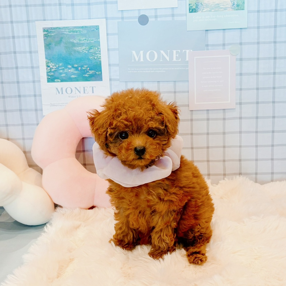 福井県のトイプードル(ティーカップ) (犬の家＆猫の里福井店/2026年3月25日生まれ/女の子/レッドフォーン)の子犬の3枚目の画像