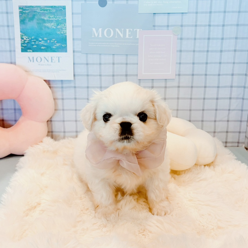 生体画像３