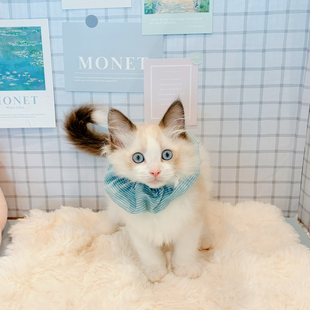 福井県のラグドール (犬の家＆猫の里福井店/2026年3月18日生まれ/男の子/シールポイントバイカラー)の子猫の3枚目の画像