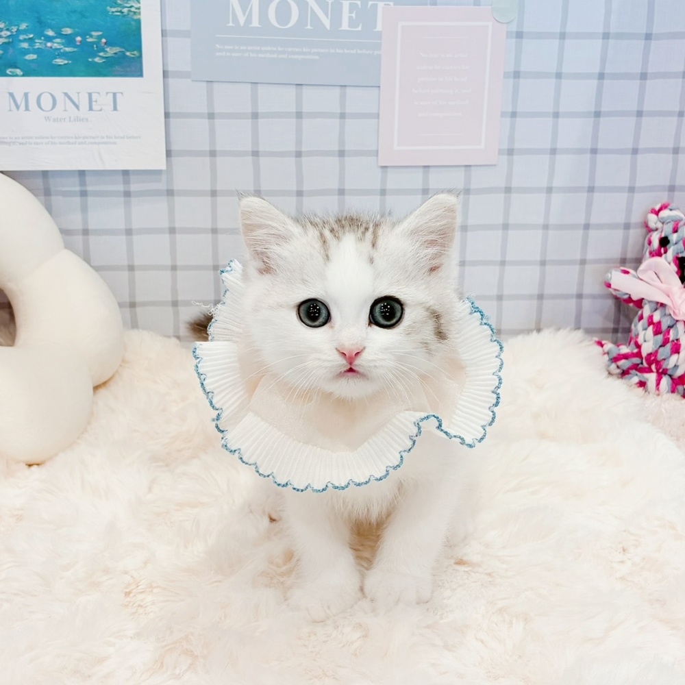 福井県のミヌエット (犬の家＆猫の里福井店/2026年4月5日生まれ/男の子/シルバータビーホワイト)の子猫の1枚目の画像
