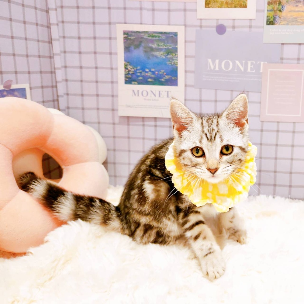 福井県のアメリカンショートヘアー (犬の家＆猫の里福井店/2026年4月6日生まれ/女の子/シルバータビー)の子猫の3枚目の画像