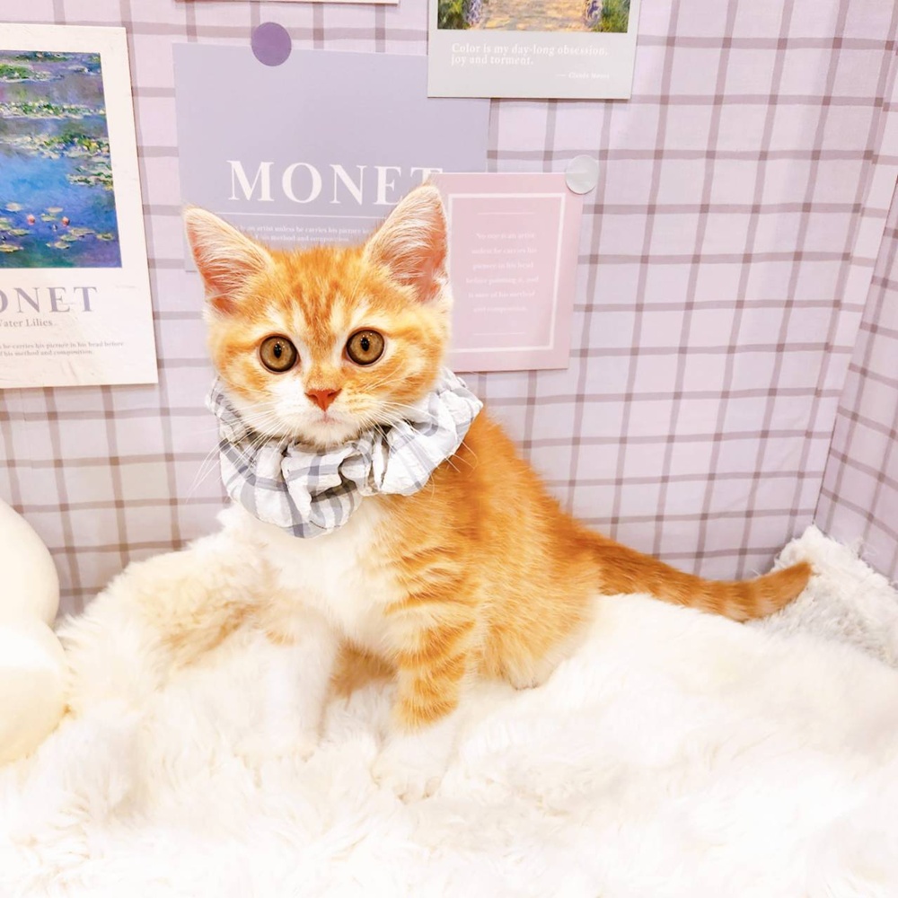 福井県のスコティッシュストレート (犬の家＆猫の里福井店/2026年4月13日生まれ/男の子/レッドタビーホワイト)の子猫の3枚目の画像